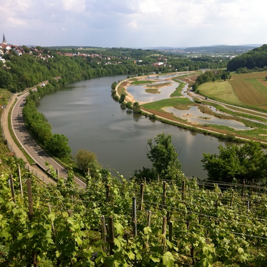 Blick auf die Neckar Zugwiesen nach der Umgestaltung