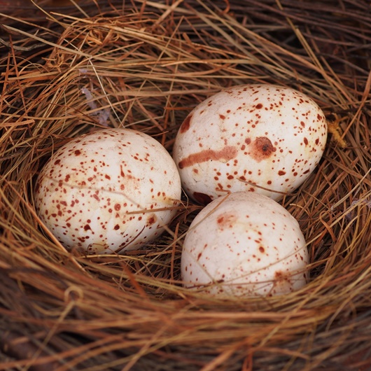 Nest mit drei Vogeleiern