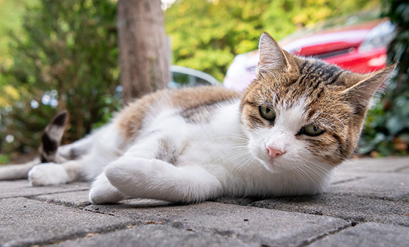 Katze liegt auf Fußweg.