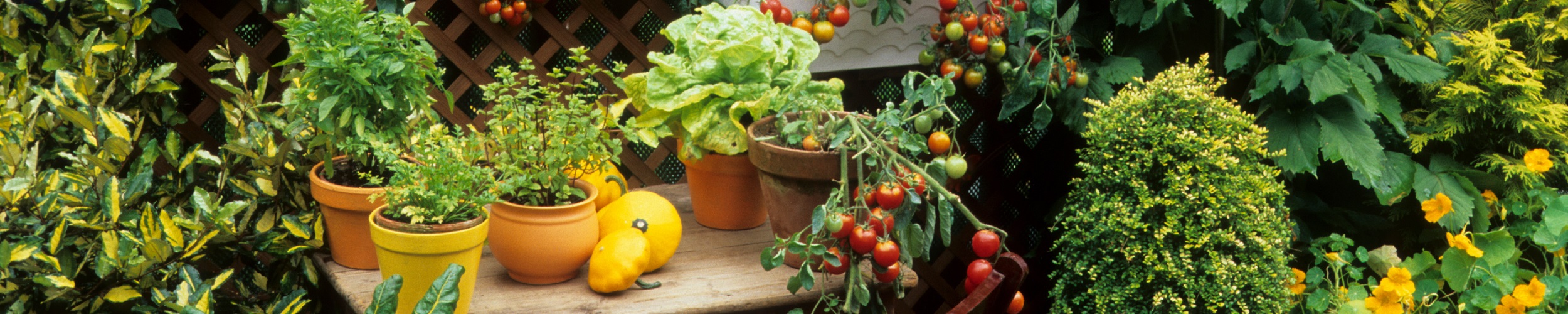Pflanzen, Obst und Gemüse aus dem Garten