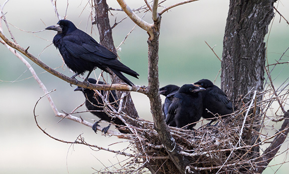 Erwachsene Saatkrähen sowie Jungvögel im Nest.