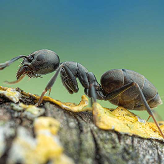 Große Drüsenameise